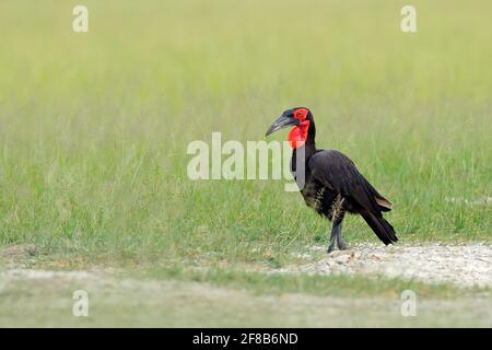 La pala del sud, Bucorvus leadbeateri, la più grande pala del mondo. Uccello nero con faccia rossa che cammina nell'erba verde. Animale nel habita Foto Stock