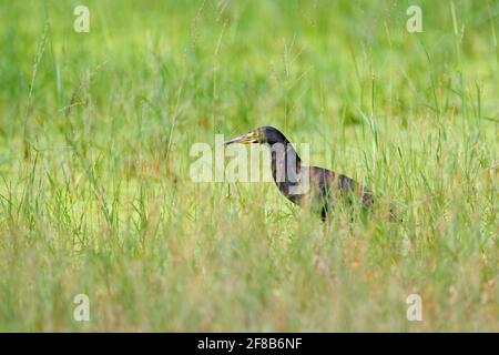 L'airone nero, Egretta ardesiaca, conosciuto anche come l'egreo nero, nell'habitat naturale. Uccello scuro in acqua marcia erba, Moremi, Okavango delta, Botswana Foto Stock