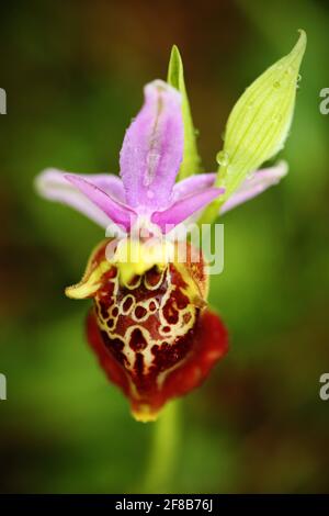 Serapias apulica lingua-orchidea pugliese. Gargano in Italia. Orchidea selvatica terrestre europea fiorente, habitat naturale. Bellissimo dettaglio di fioritura, sprin Foto Stock