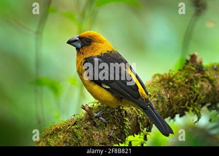 Grossbeak dalle cosce nere, Pheuccicus tibialis, uccello della foresta di montagna nell'habitat naturale. Grossbeak giallo e nero nella giungla tropicale. Scena faunistica fr Foto Stock