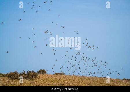 Golden Plover (Pluvialis albicaria) Flock prendendo il volo da Hergest Ridge Herefordshire Regno Unito. Marzo 2021 Foto Stock