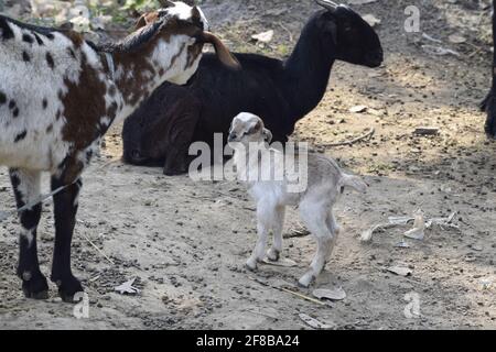 Capra e capra bambino che comunicano l'uno con l'altro , Patara , India Foto Stock