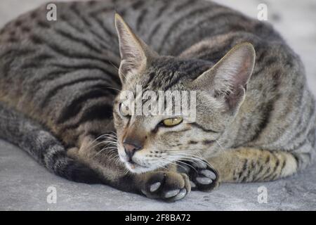 Gattino a strisce indiano domestico. Carino gatto giovane isolato con il loro sfondo originale. Animali domestici, veterinaria e pubblicità. Dettagli outd Foto Stock