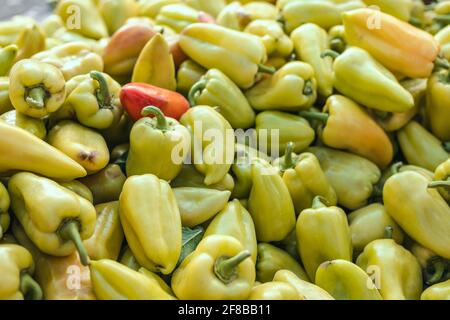 Peperoni verdi freschi raccolti o capsicum sui coltivatori mercato Foto Stock