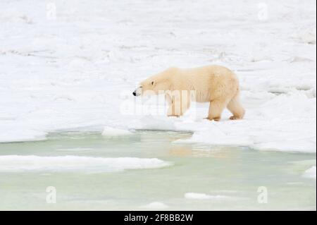 Orso polare (Ursus maritimus) che cammina lungo il bordo del floe dal ghiaccio di mare, Churchill, Manitoba, Canada. Foto Stock