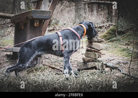 Cane tedesco Wirehaired puntatore Deutsch Drahthaar ispezionando un mucchio di rocce Foto Stock