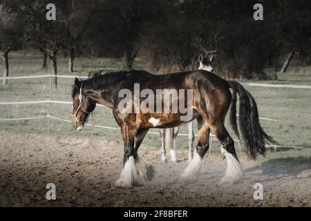 Cavallo marrone paddock sabbia Foto Stock