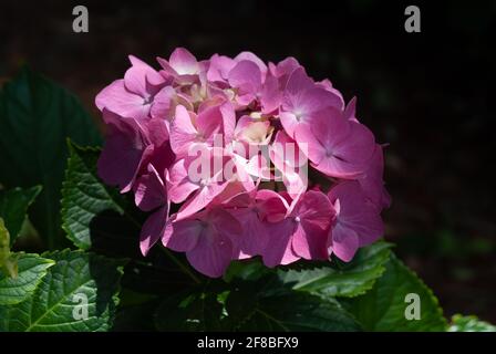 Closeup di bella idrangea rosa di grandi foglie in un giardino Foto Stock