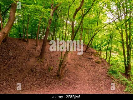 Foglie secche cadute e radici di albero sporgenti in foresta asciutta collina Foto Stock