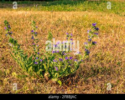 Viper's-bugloss(Echium vulgare) - una pianta solitaria che cresce su un prato asciutto Foto Stock