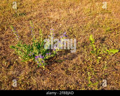 Viper's-bugloss (Echium vulgare) - crescere su un prato asciutto Foto Stock