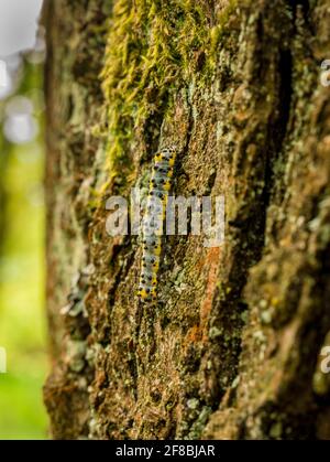 Caterpillar con punti neri e strisce gialle. Toadflax/broccato Moth (Calophasia lunula) Foto Stock