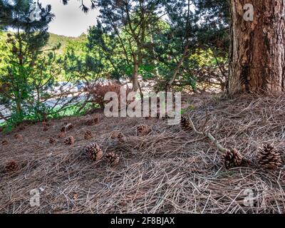 Coni di pino e aghi sotto gli alberi Foto Stock