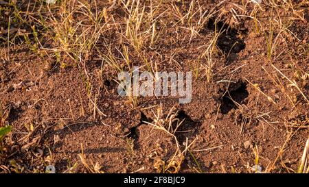 Prato essiccato ha rivelato ananthill nel terreno Foto Stock