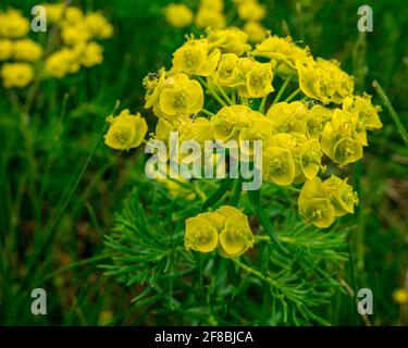 Cypress spurge - Euphorbia cyparissias Vista dettagliata dell'infiorescenza Foto Stock