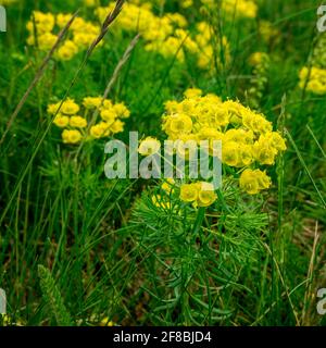 Cipresso sprurge - Euphorbia ciparissia primavera fioritura erba Foto Stock