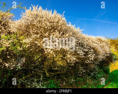 Giovane ciliegie selvatiche in fiore (Prunus avium) in fila fitta lungo un percorso - fuoco morbido e selettivo. Foto Stock