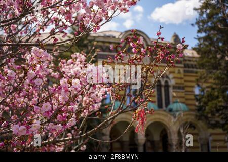 Martenitsa su un albero, tradizione primaverile bulgara Foto Stock