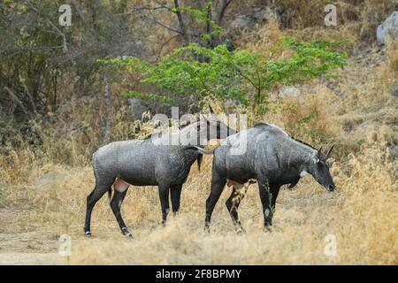 Due adulti maschi nilgai o blu toro o Boselaphus tragocamelus Il più grande antilope asiatico al ranthambore parco nazionale rajasthan india Foto Stock