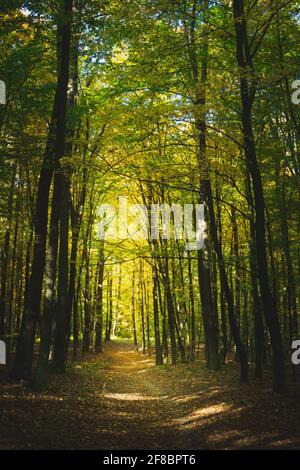 Un percorso attraverso la foresta, foglie cadute in un giorno d'autunno Foto Stock