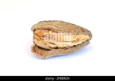 Mandorla con noccioli isolati su fondo bianco. Mandorle fresche grezze con guscio. Foto Stock