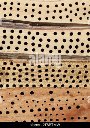 Insect Hotel Bee hotel con piccoli tubi nel legno Foto Stock