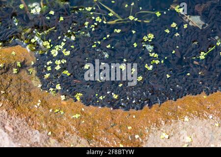 Killearn, Stirling, Scozia, Regno Unito. 13 Apr 2021. Tempo nel Regno Unito: Una massa nera di rane girovaganti nella parte più bassa, soleggiata e calda di uno stagno giardino in una giornata più mite a Stirling, Scozia. La temperatura svolge un ruolo cruciale nello sviluppo dei tadpoli, in quanto si sviluppano più rapidamente in acqua più calda. Credit: Kay Roxby/Alamy Live News Foto Stock