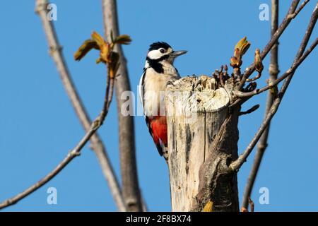 Picchio rosso maggiore (Dendrocopos major) Foto Stock