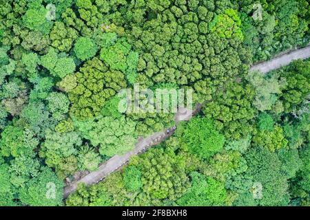 Drone campo di vista di una passerella attraverso un paesaggio verde che mostra modelli nella natura Mahé, Seychelles. Foto Stock