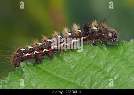 Nodo Grass Moth caterpillar (Acronicta rumicis) a riposo sulla foglia. Tipperary, Irlanda Foto Stock