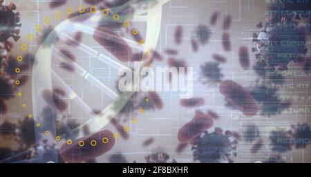 Cerchio, celle di coronavirus e doppia elica su elaborazione dei dati, tecnologia e concetto di covid-19 Foto Stock
