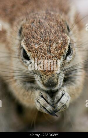 Ritratto a faccia intera di scoiattolo di terra di Capo (Xerus inauris) nel Parco Nazionale di Etosha, Namibia. Foto Stock