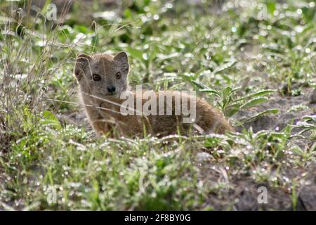 Primo piano ritratto di Mongoose gialla (Cynictis penicillata) nel Parco Nazionale di Etosha Namibia. Foto Stock