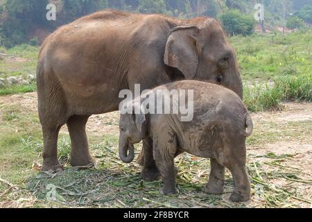 Madre e bambino elefante asiatico vitello a Chiang mai, Thailandia Foto Stock