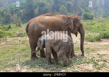 Madre e bambino elefante asiatico vitello a Chiang mai, Thailandia Foto Stock