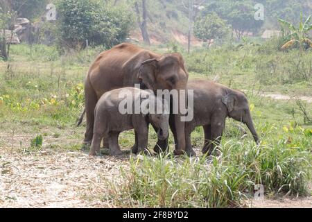 Famiglia di elefanti asiatici con madre e vitello in un campo, Chiang mai, Thailandia Foto Stock