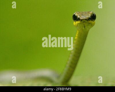 Closeup Macro shot di testa di Bronzeback Tree Snake (tristis Dendrelaphis) in Bukit Lawang, Sumatra. Foto Stock