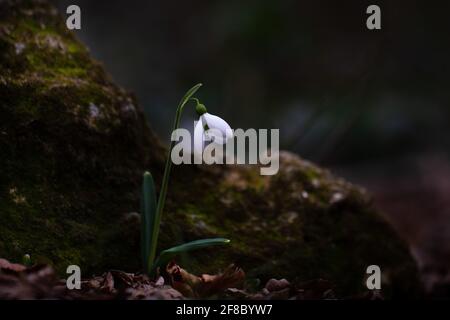 Primo piano su fiore selvaggio galanthus in foresta di primavera scura Foto Stock