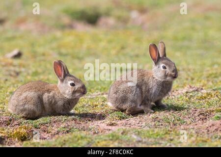 Kidderminster, Regno Unito. 13 aprile 2021. Tempo nel Regno Unito: C'è una foschia di calore che si innalza dal suolo mentre questi giovani coniglietti si gelano nel sole primaverile della mattina presto. Credit: Lee Hudson/Alamy Live News Foto Stock