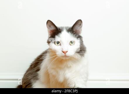 Ritratto di un simpatico gatto domestico sullo sfondo della bandiera di una parete bianca vuota. Lo sguardo e gli occhi di un gatto grazioso. Foto di alta qualità Foto Stock