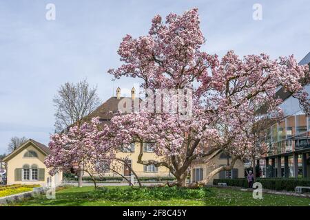 Grande albero di magnolia in fiore con la casa del governo della città di Brugg. Brugg, Svizzera - 5. Aprile 2021 Foto Stock