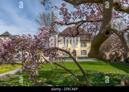 Grande albero di magnolia in fiore con la casa del governo della città di Brugg. Brugg, Svizzera - 5. Aprile 2021 Foto Stock