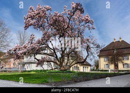 Grande albero di magnolia in fiore nel parco del governo della città di Brugg. Brugg, Svizzera - 5. Aprile 2021 Foto Stock