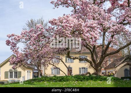 Grande albero di magnolia in fiore con la casa del governo della città di Brugg. Brugg, Svizzera - 5. Aprile 2021 Foto Stock