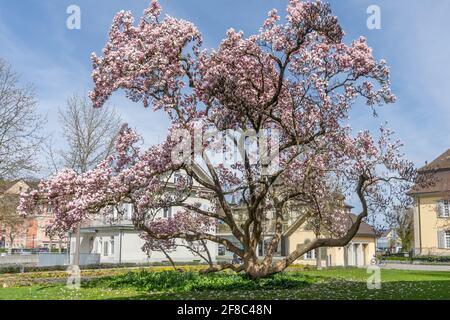 Grande albero di magnolia in fiore nel parco del governo della città di Brugg. Brugg, Svizzera - 5. Aprile 2021 Foto Stock