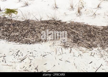 Linea alta marea su una spiaggia di sabbia bianca con una linea spessa o canne rotte, spazio creativo di copia, aspetto orizzontale Foto Stock