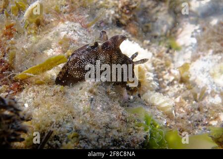 Lepre da mare punteggiata giovanile (Aplysia punctata) nel Mar Mediterraneo Foto Stock
