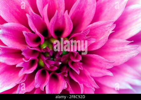 Dettaglio closeup di un fiore rosa Dahlia Foto Stock