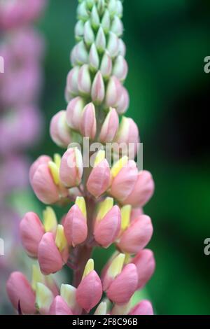 Lupina rosa, lance verticali Foto Stock