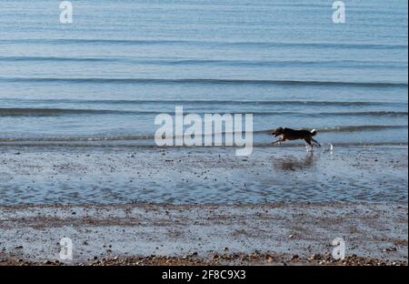 Cane visto correre sulla spiaggia lungo il mare. Foto Stock